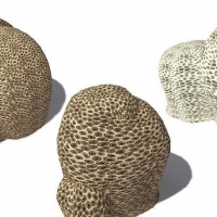 三款蜂巢珊瑚C4D模型 Goniastrea edwardsi Honeycomb Coral