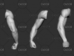 男人胳膊手臂C4D模型 arm