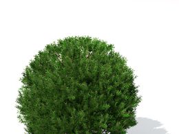 红豆杉C4D模型 English Yew