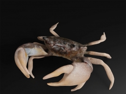 超写实大闸蟹河蟹螃蟹3D模型含完整材质贴图支持C4D/Blender/Maya/3DMAX多格式Rocky Shore Crab