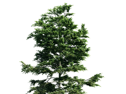 景观树木：鹅耳枥树三维模型plant-10