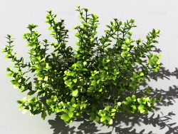 百里香植物C4D模型 thyme-b