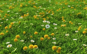 226个花草植物C4D模型 vrayc4d – HQ Grass vol.1 for Cinema4D