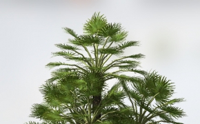 地中海棕榈树C4D模型 Mediterranean Fan Palm