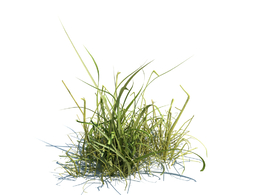 草坪小草植物杂草模型下载simple grass v1