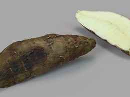 木薯切片C4D模型 Half Yuca 3d model