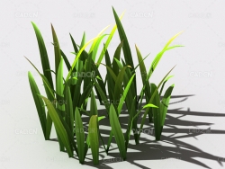 野草植物C4D模型 wild-grass-g2
