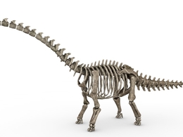 蜥脚类恐龙化石C4D模型 skeletal Sauropod 3d model