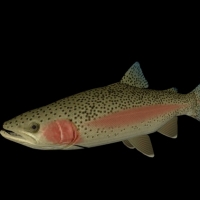 海洋鱼模型:虹鳟鱼3D模型 Steelhead