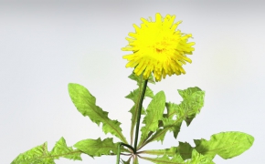 蒲公英C4D模型 Groundcover Dandelion