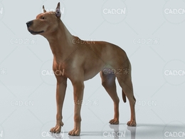 德国短毛猎犬狗 German Pinscher Dog