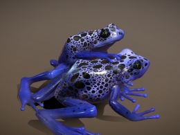 蓝色箭毒蛙3D模型高精度还原生态真实形态，含gltf、fbx、c4d格式及高质量贴图材质资源blue-poison-dart-frog
