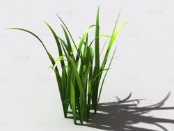 野草植物C4D模型 wild-grass-e3
