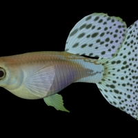 海洋鱼模型：孔雀鱼（蓝色草尾）3D模型 Guppy Blue Grass Tail