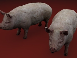 生猪C4D模型 pig 3d model