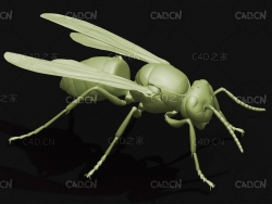 黄斑细脚胡蜂细黄胡蜂黄花胡蜂昆虫C4D模型 Vespula flaviceps