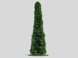 常绿乔木 景观树 柏树 圆林绿化树 圆柏C4D模型 Thuja 3d model