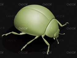 异色瓢虫 昆虫甲虫C4D模型 Harmonia axyridis
