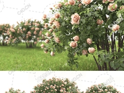 三棵不同花色的月季花卉植物模型