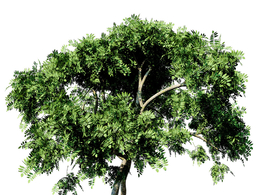 咖喱叶树C4D模型 Curry Leaf Tree