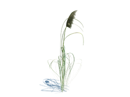 紫蒲苇植物杂草模型下载cortaderia jubata v1