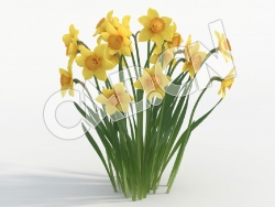 C4D多株黄色水仙花模型 Narcissus_J