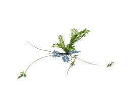 蕨麻委陵菜植物杂草模型下载Potentilla anserina v2