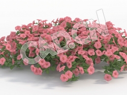 C4D多株粉红色矮牵牛花模型 Petunia_J