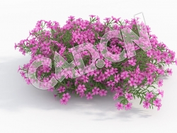 C4D粉红色五色梅花卉模型 Phlox_I