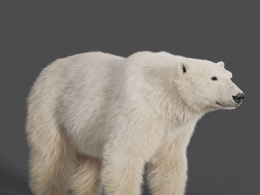 电影级高精度北极熊三维模型大白熊支持Blender/C4D/OBJ多平台下载应用VFX Grace - Polar Bear