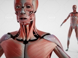 人体器官 人体解剖C4D模型 DOSCH 3D: Human Anatomy
