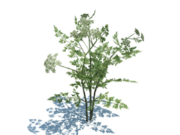 毒欧芹植物杂草模型下载Aethusa cynapium v3