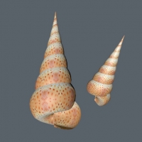 海螺、田螺C4D模型 Conch