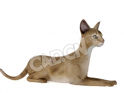 爬着的宠物猫阿比西尼亚猫C4D模型
