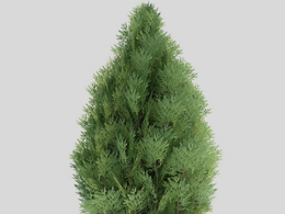美国扁柏 柏树 景观树C4D模型 Chamaecyparis lawsoniana