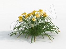 C4D黄色花忘萱草模型 Hemerocallis_E