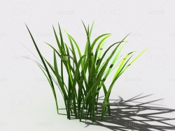 野草植物C4D模型 wild-grass-b3