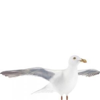 海鸥3D模型 Seagull 3D models