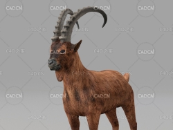 山羊 goat