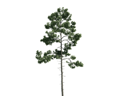 景观树木：松树三维模型plant-45