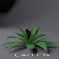 大叶植物C4D模型 Large leaf plants 3D model