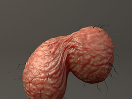 睾丸MAYA动画绑定模型 Two Balls Maya Rig