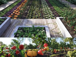 菜园子瓜果蔬菜模型胡萝卜胡椒西红柿草莓南瓜花椰菜 Bio Vegetables Pack