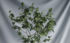 室内景观盆景树C4D模型 Bonsai Tree