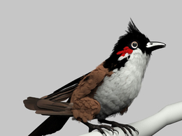 红靛颏 红腮小鸟MAYA模型 Red Whisker Bird Maya Rig
