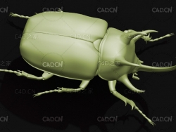 细尤犀金龟 昆虫甲虫C4D模型 Eupatorus gracilicornis