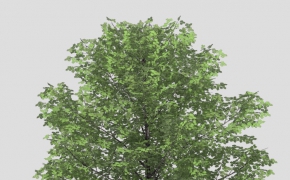 甜桦树C4D模型 Sweet Birch