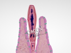 肠道寄生虫成虫细粒绦虫C4D模型下载 Adult E. granulosus tapeworm & attachment