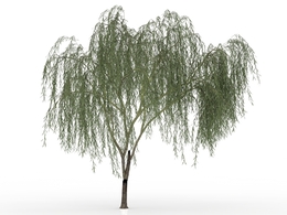 垂柳 柳树C4D模型 Salix Babylonica