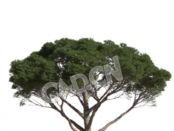 C4D意大利石松松树模型 Pinus pinea 3d model